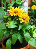 IMG_4488.webp