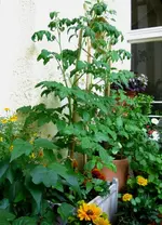 IMG_4483.webp