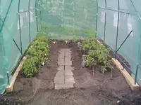 14.Mai 2013 Tomaten (16).webp