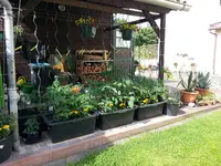130618 Tomatenwand wächst.webp