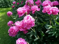 Pfingstrosen.webp