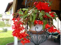 Roter Wasserfall.webp