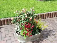Wanne Tabak.webp