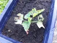 13-06-16 Luffa1.webp