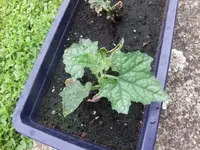 13-06-20 Luffa1.webp