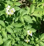 Kartoffeln blühn.webp