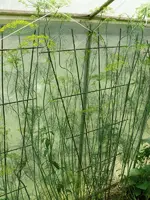 Dill.webp