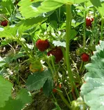 Erdbeeren1.webp