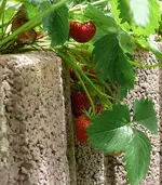 Erdbeeren2.webp