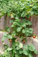 Hängeerdbeeren.webp