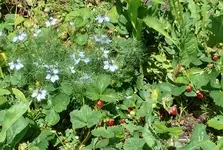 Erdbeeren.webp