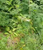 Felsenbirne.webp