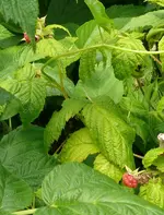 Himbeeren.webp