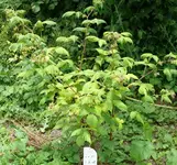 Sommerhimbeere.webp