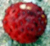 Moschuserdbeere.webp