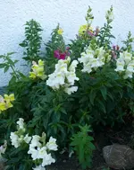 Blumen1.webp