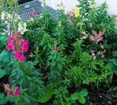 Blumen .webp