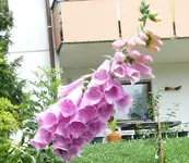 Blumen Fingerhut.webp