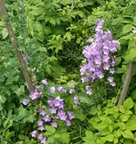 Blumen Glockenblumen.webp