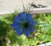 Blumen Gretel im Busch.webp