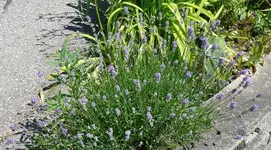 Blumen Lavendel1.webp