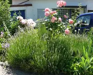 Blumen Lavendel.webp