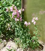 Blumen Löwenmäulchen.webp