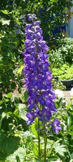 Blumen rittersporn.webp