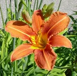 Blumen Taglilie.webp