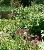 Blumen.webp