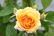IMG_6450.webp