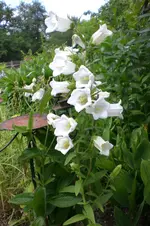 Garten3 06 2013 006.webp