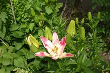 Garten3 06 2013 007.webp