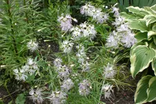 Garten3 06 2013 008.webp