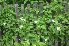 Garten3 06 2013 009.webp