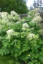 Garten3 06 2013 011.webp