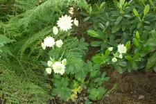 Garten3 06 2013 012.webp