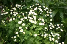 Garten3 06 2013 013.webp