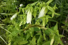 Garten3 06 2013 014.webp