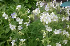 Garten3 06 2013 015.webp