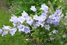 Garten3 06 2013 016.webp