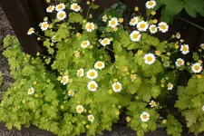 Garten3 06 2013 017.webp