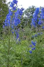 Garten3 06 2013 018.webp
