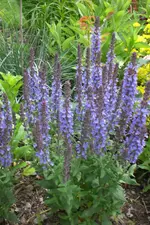 Garten3 06 2013 019.webp