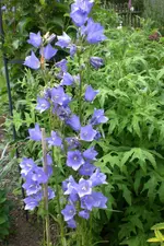 Garten3 06 2013 020.webp