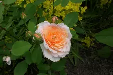 Garten3 06 2013 021.webp
