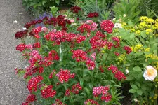 Garten3 06 2013 022.webp