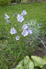 Garten3 06 2013 023.webp