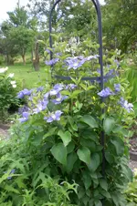 Garten3 06 2013 024.webp