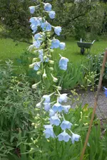 Garten3 06 2013 025.webp